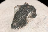 Bargain, Pseudocryphaeus Trilobite - Lghaft, morocco #126915-4